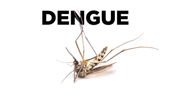 All You Need to Know About Dengue Fever